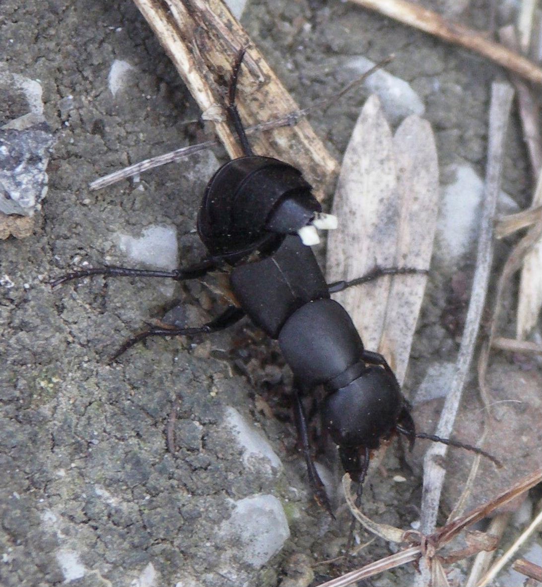 scorpione? No! Ocypus olens